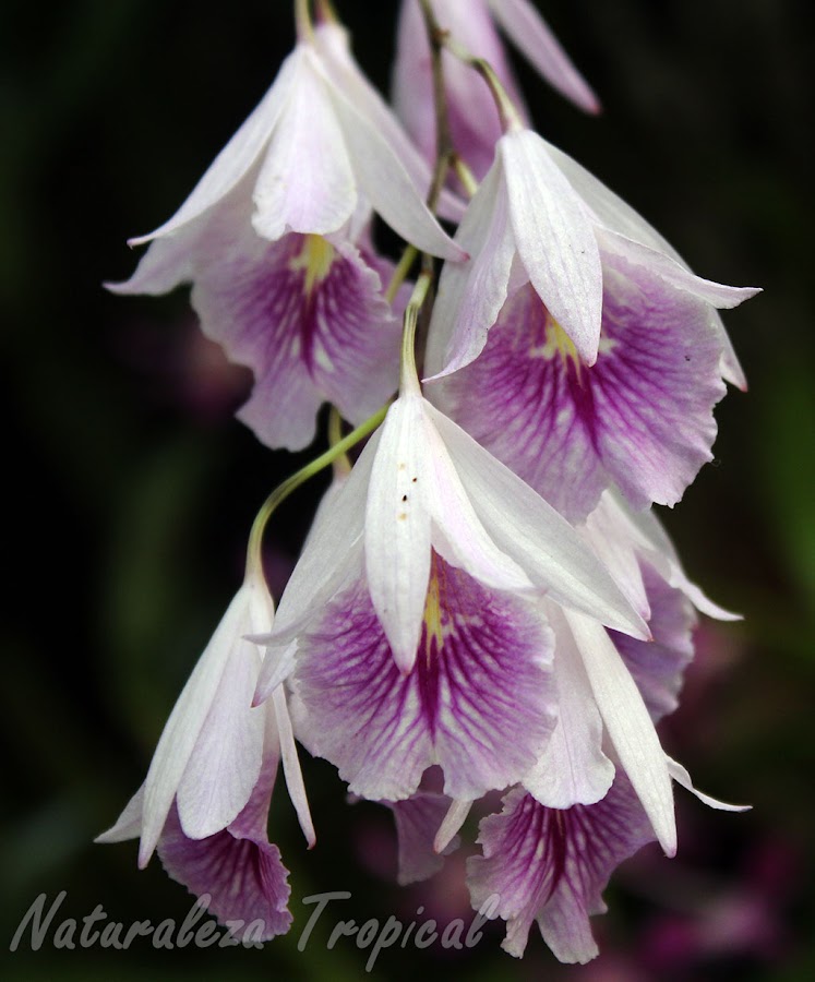 Vista de las flores típicas de la orquídea Broughtonia lindenii