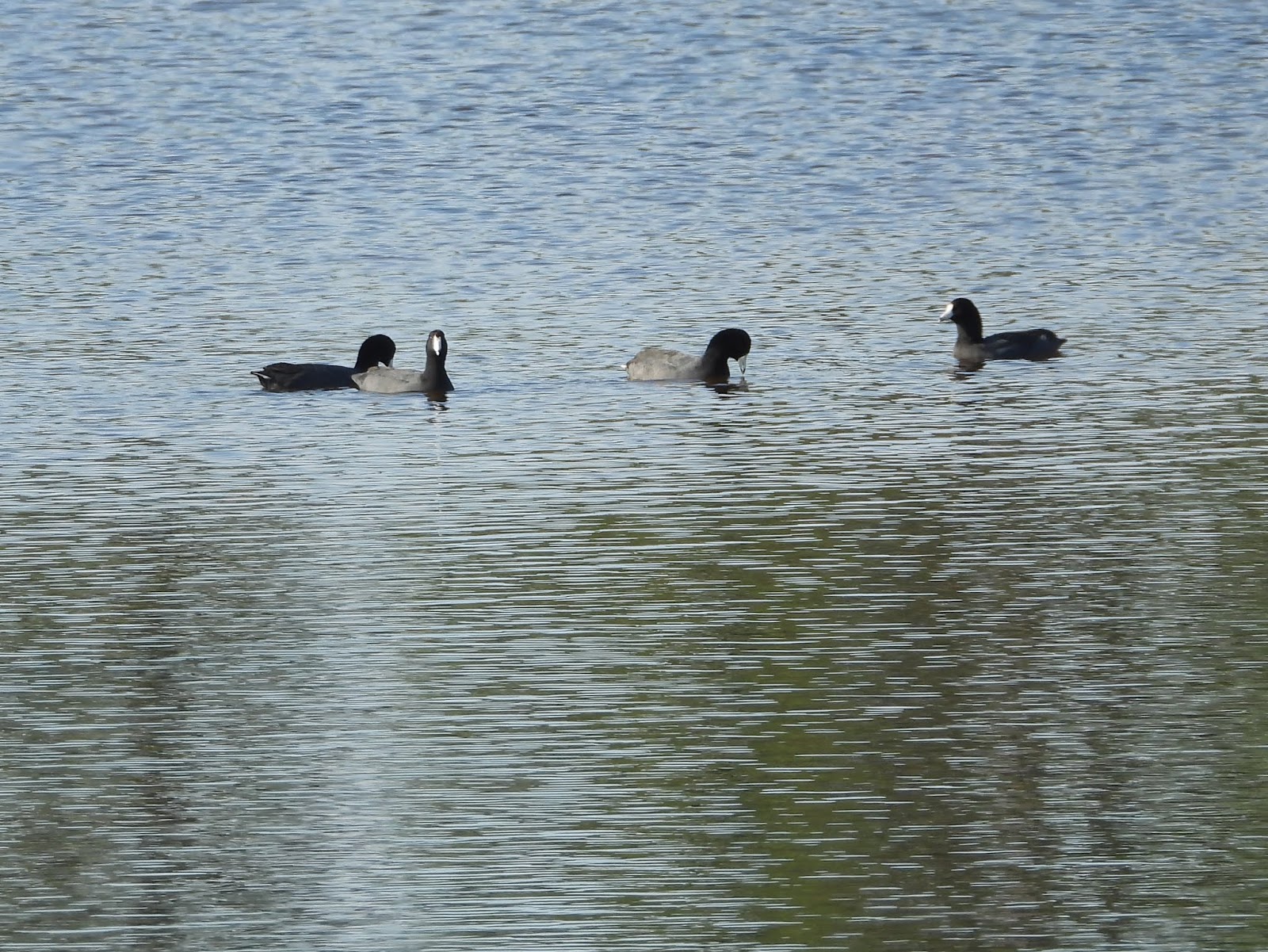 Bird & Travel Photos, Birding Sites, Bird Information AMERICAN COOTS