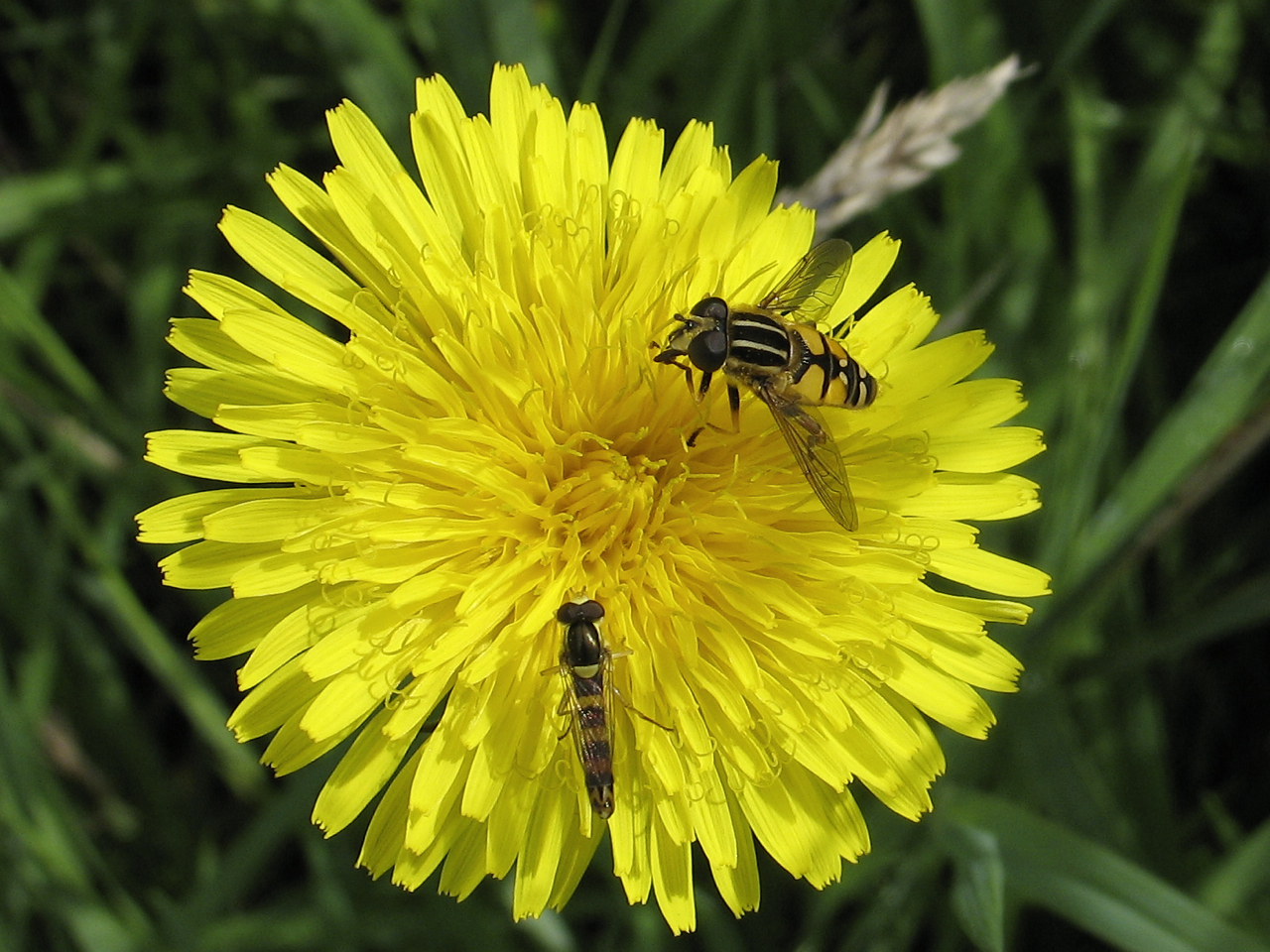BugBlog Dandelion bugs