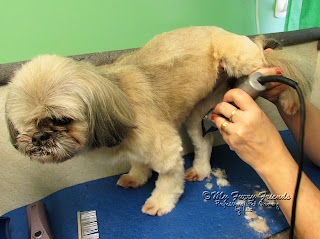 Pet Grooming: The Good, The Bad, & The Furry: Clipping and Scissoring ...