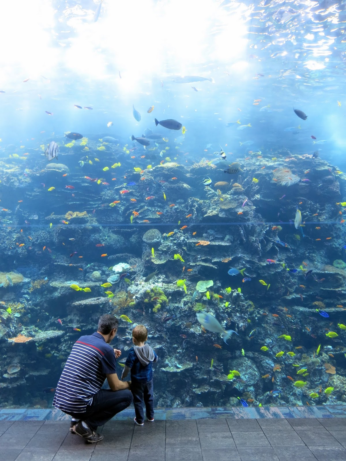 The Chatty Housewife Aquarium