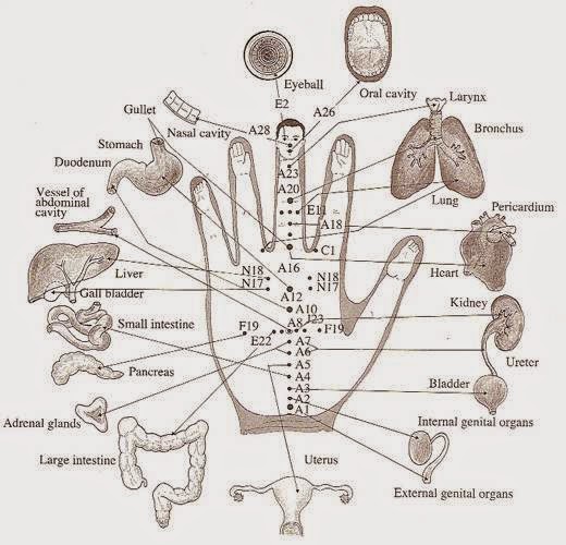 Each Finger Is Tied To Two Organs This Japanese Method Will Help The Healing In A Few Minutes