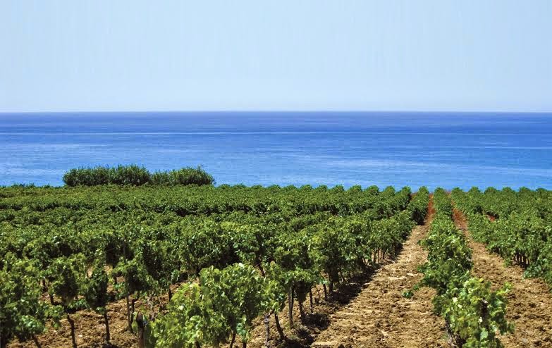 cantine settesoli, la più grande azienda vitivinicola siciliana, il più grande vigneto d’europa!