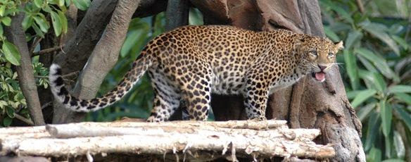 Leopard Package Bali Safari And Marine Park - Bali, Zoo park, Tourism Object, Program, Recreation