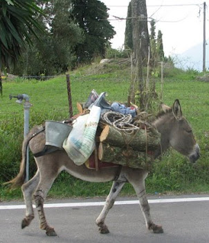 Corfu Donkeys