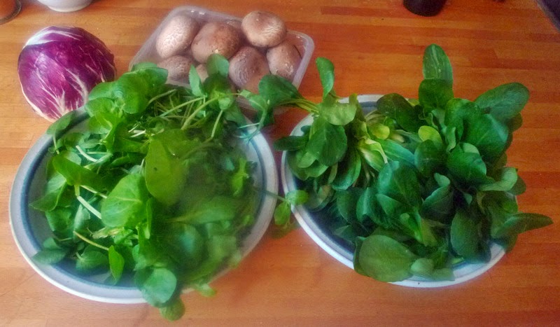 Schnippelboy: Brunnenkresse-Radicchio-Eisbergsalat-Feldsalat-Braune ... Schnippelboy: Brunnenkresse-Radicchio-Eisbergsalat-Feldsalat-Braune ...