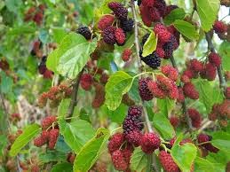 mulberry clone