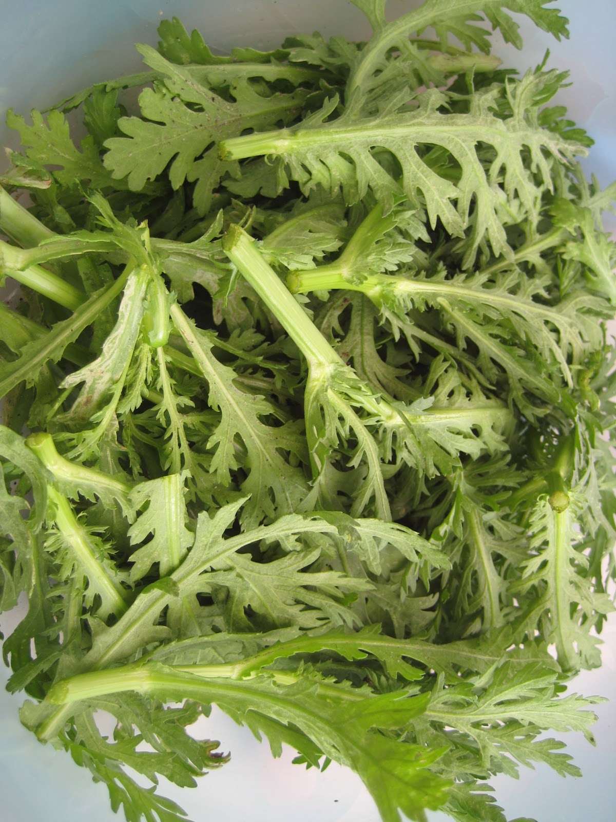 Our Green Haven: Garden Gadgets, Possum Problem