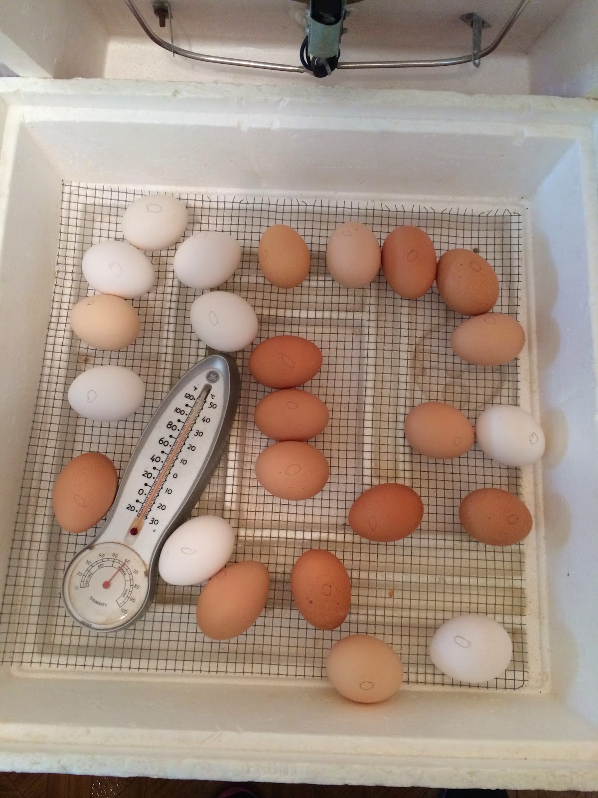 Dew Drop Into First Grade Eggs, Eggs, and More Eggs!!