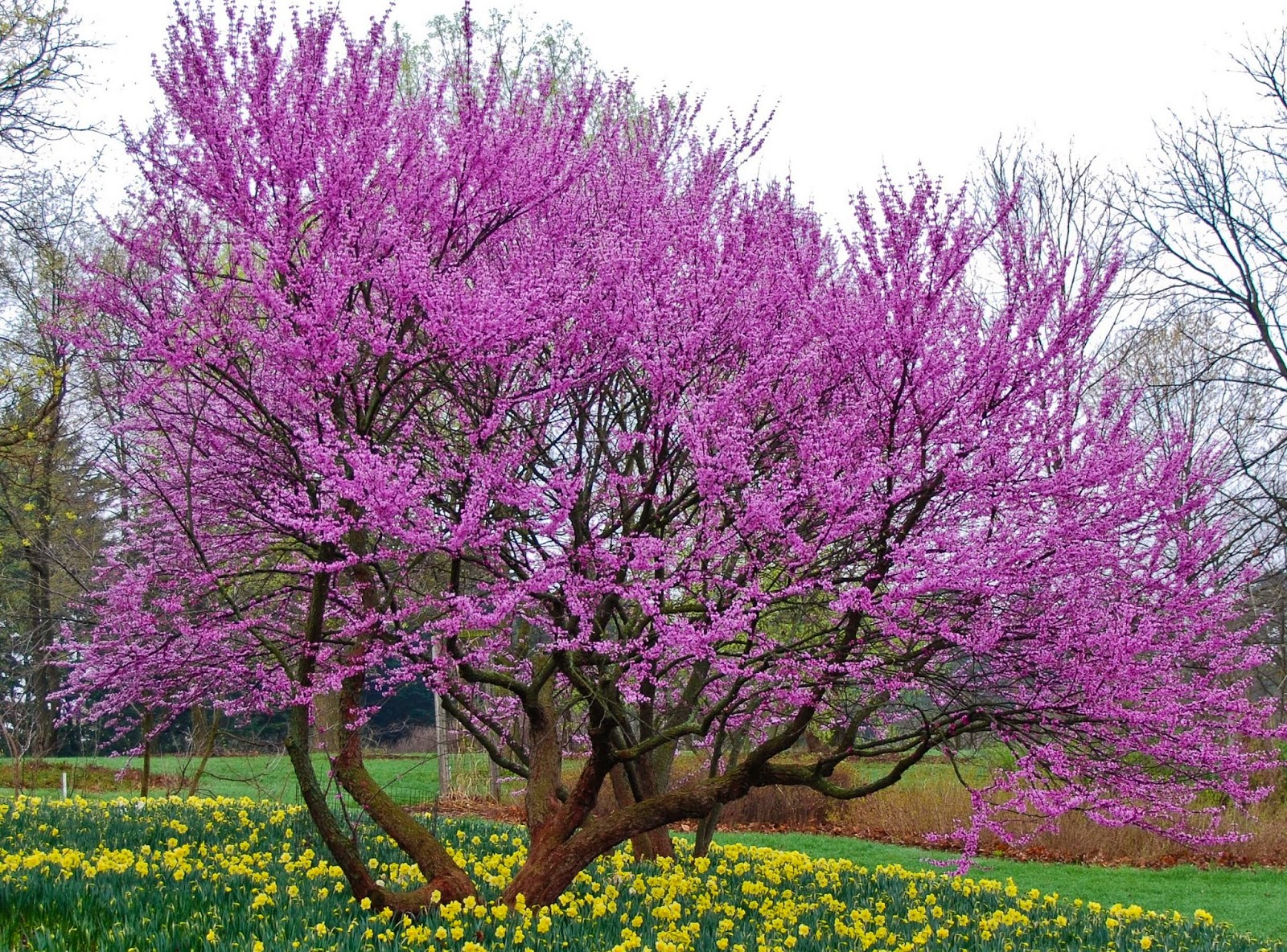 A St. Louis Realtor's Adventures, Tips, and Finds Name those blooms