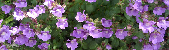 Becerrilla, Linaria origanifolia (Chaenorynum origanifolium)