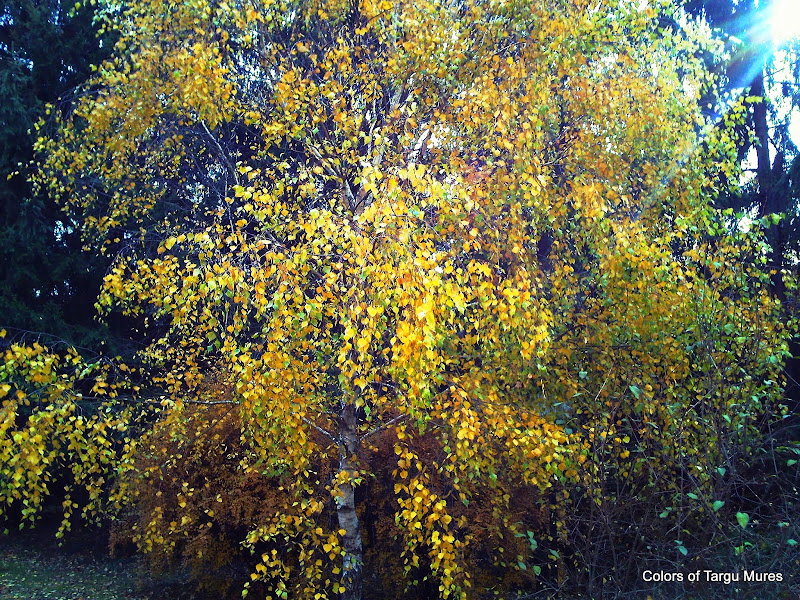 Landscape nature. Tablou. Wondorful Nature Wallpapers-Autumn Season