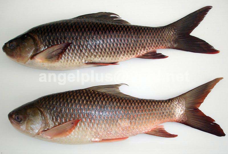 (Labeo rohita) rohu fish FRESHWATER FISHES OF SRI LANKA