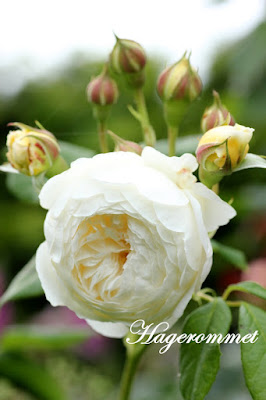 Hagerommet: Historiske og Austin roser....