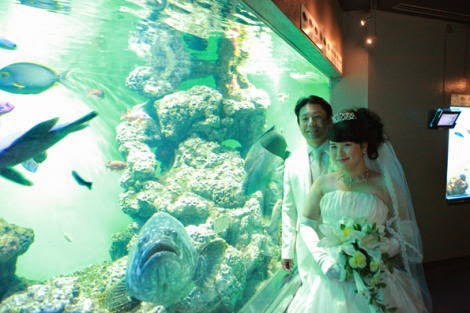 葛西臨海水族園、結婚式、魚図