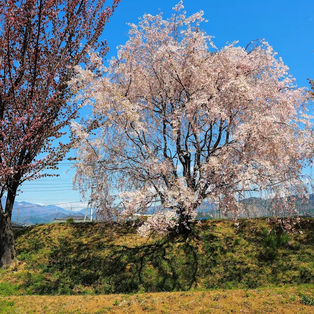 勝沼氏館跡　桜