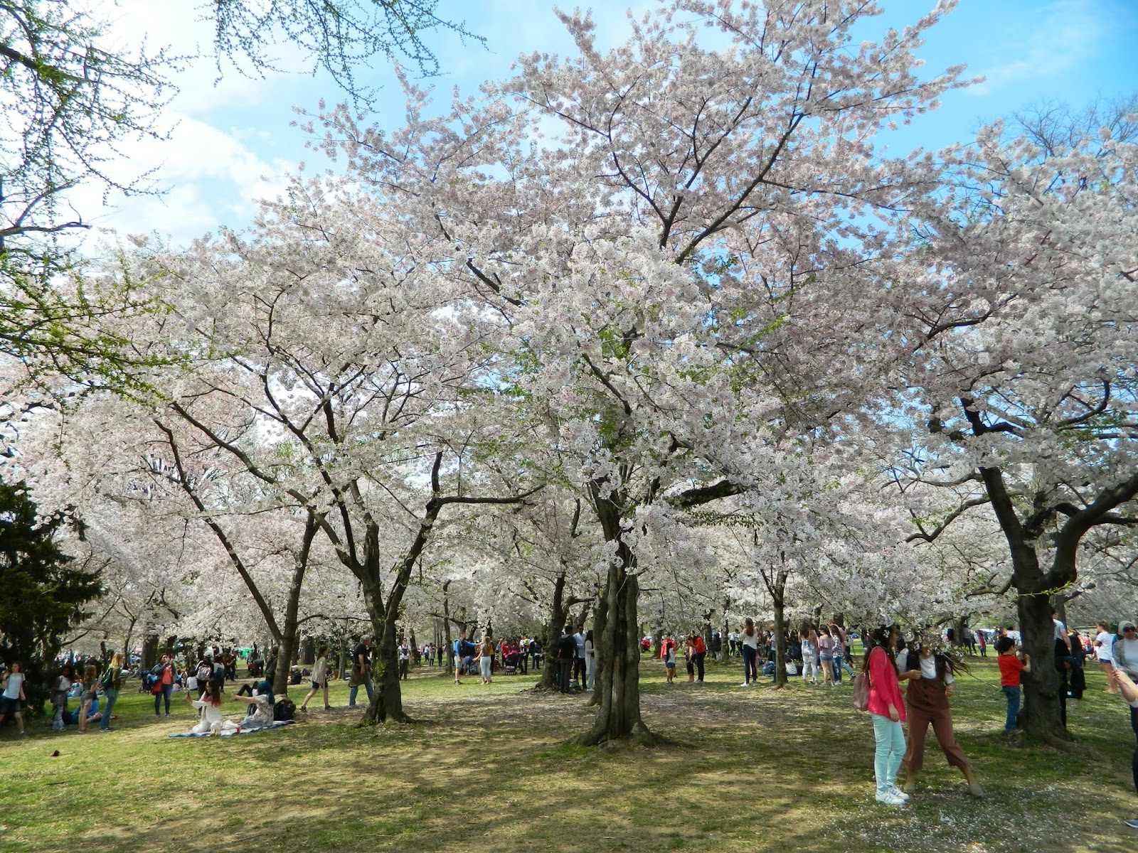 From the Eastern Front National Cherry Blossom Festival