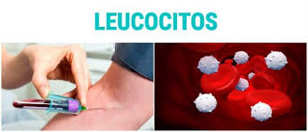 Imagen leucocitos