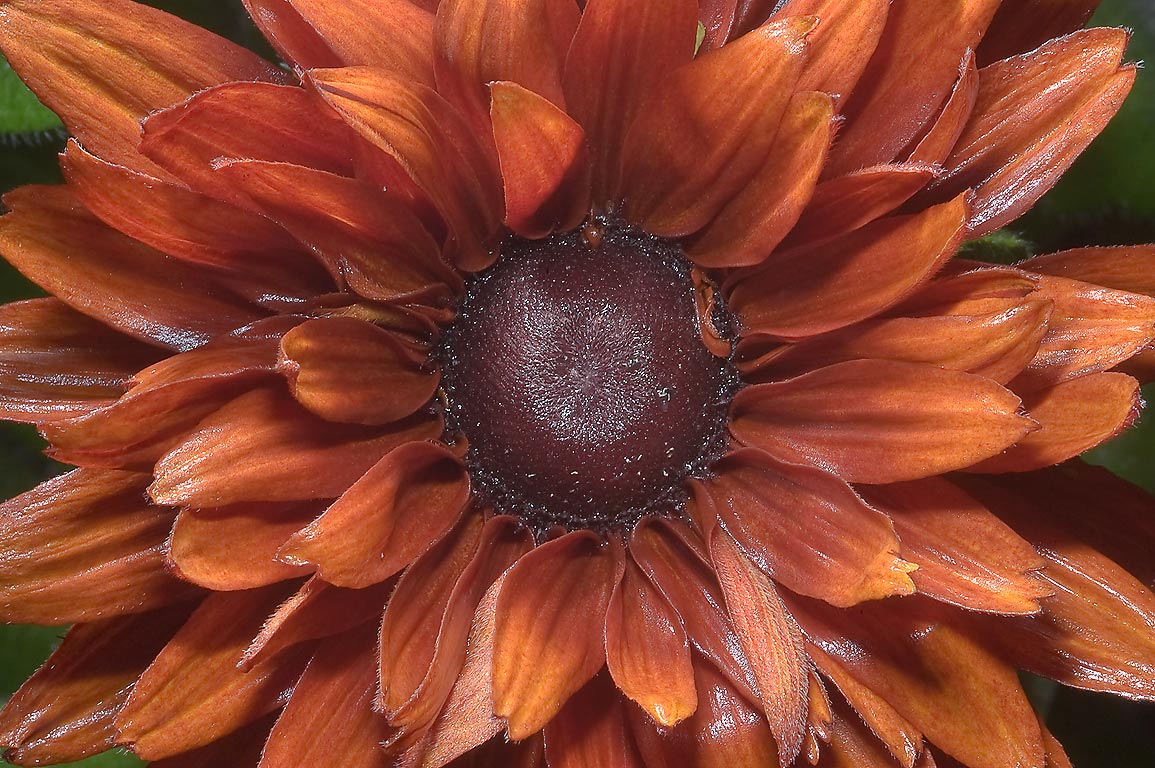 flowers for flower lovers.: Brown flowers pictures.