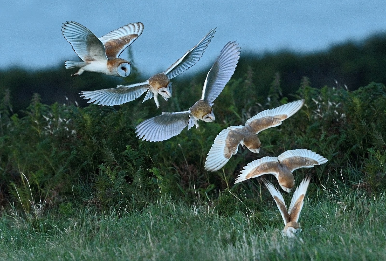Alan James Photography Barn Owls Hunting 
