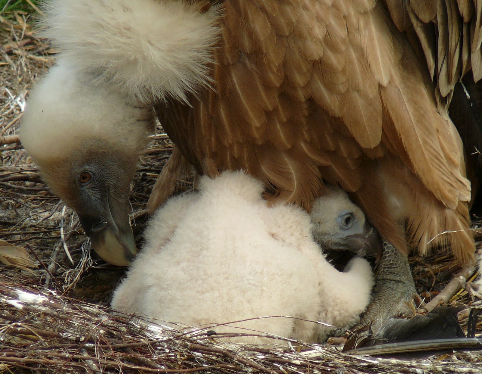 Fascinated by Vultures: 21 days old Eurasian Griffon Vulture chick