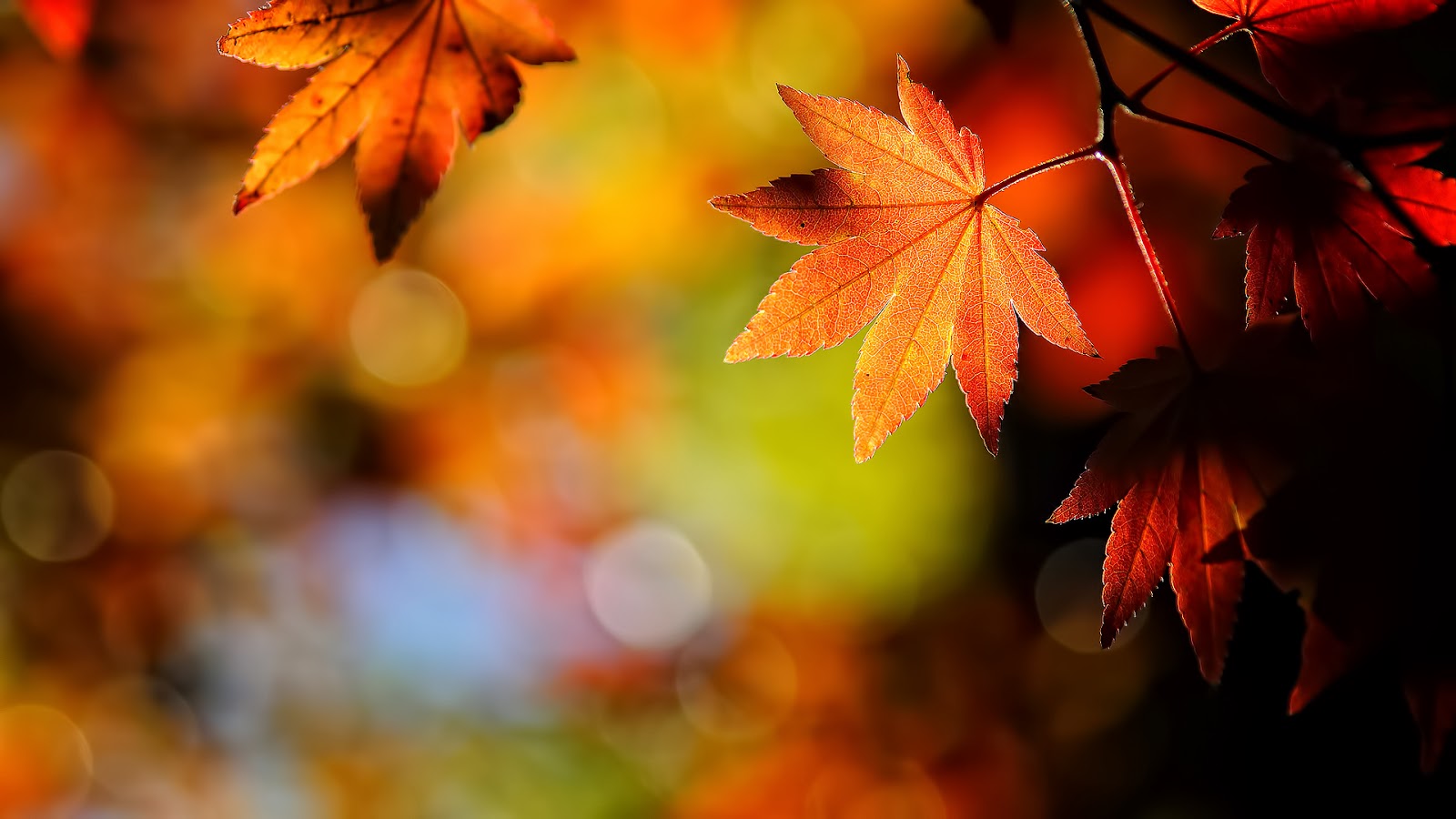 Orange Leaves | Full HD Desktop Wallpapers 1080p