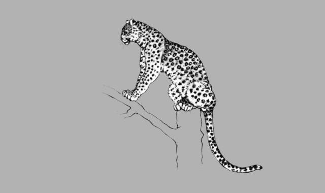 Gepard-Katzen