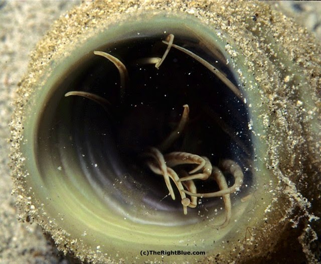 Cerianthid retracted into its tube