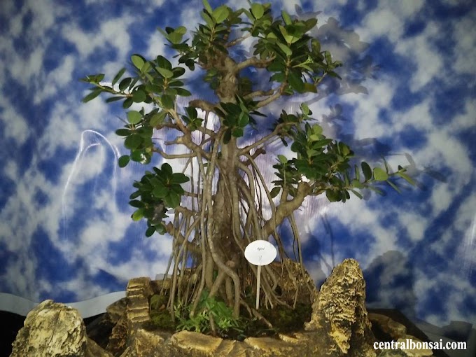 Cara melakukan Setek Akar Untuk Tanaman Bonsai