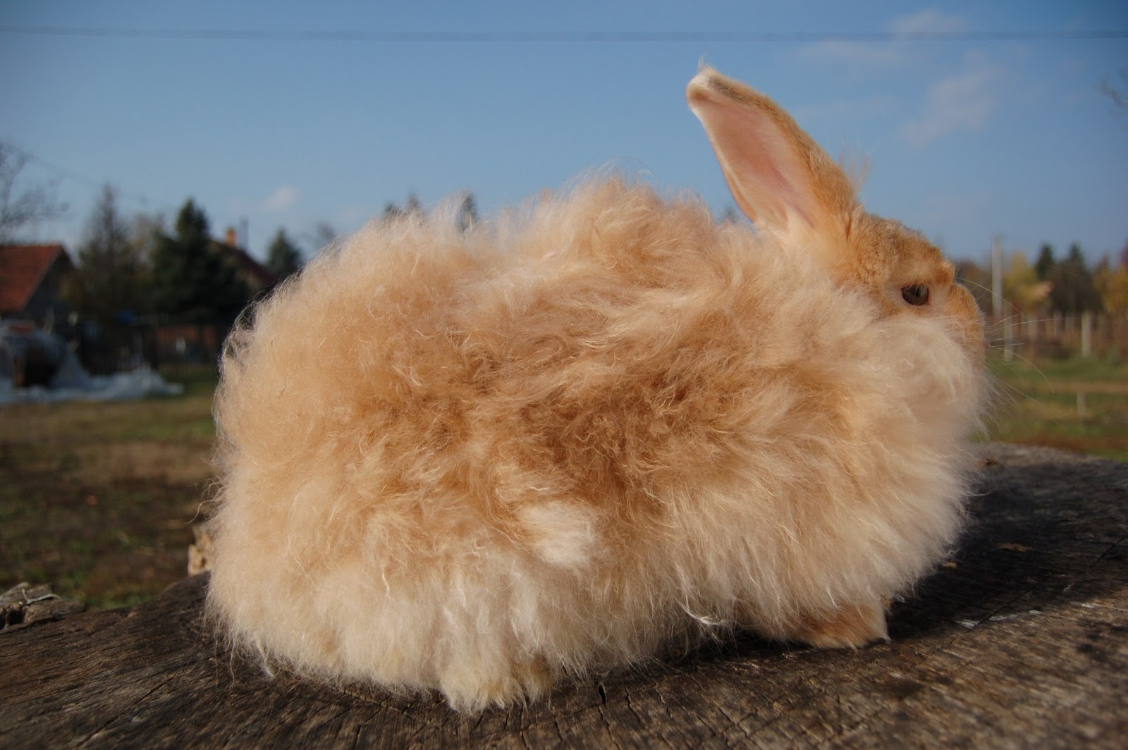 Ангорский кролик шерсть. Ангорский пуховый кролик. Кролики ангорские пуховые. Французский ангорский кролик. Ангорская пуховая порода кроликов.