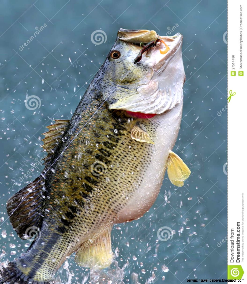 bass fish jumping bass fish jumping
