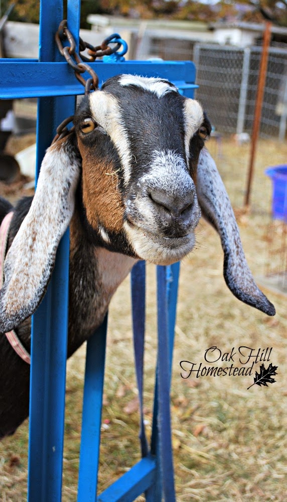 Goat in milkstand. (c) Oak Hill Homestead