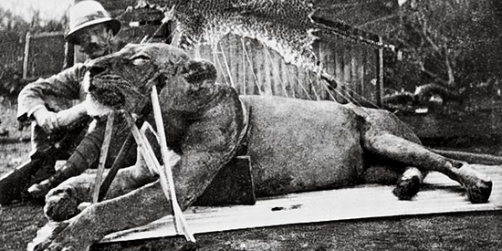死亡直播!!馬戲團老虎咬死男馴獸師圖片1