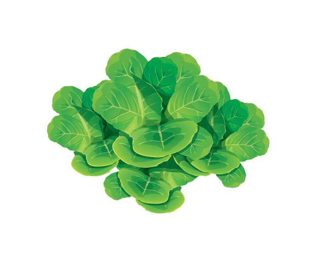Lettuce Free Vector Art