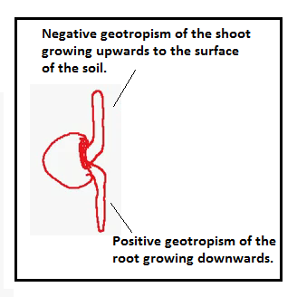Tatiksha's Biology Blog :): 2.80 Geotropism