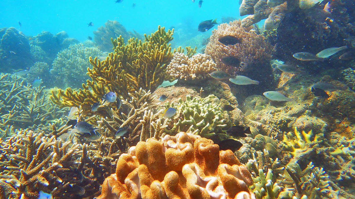 Tenau sea's underwater
