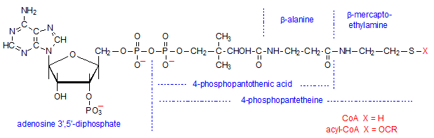 Getting to Know Your Amino Acids: Alanine