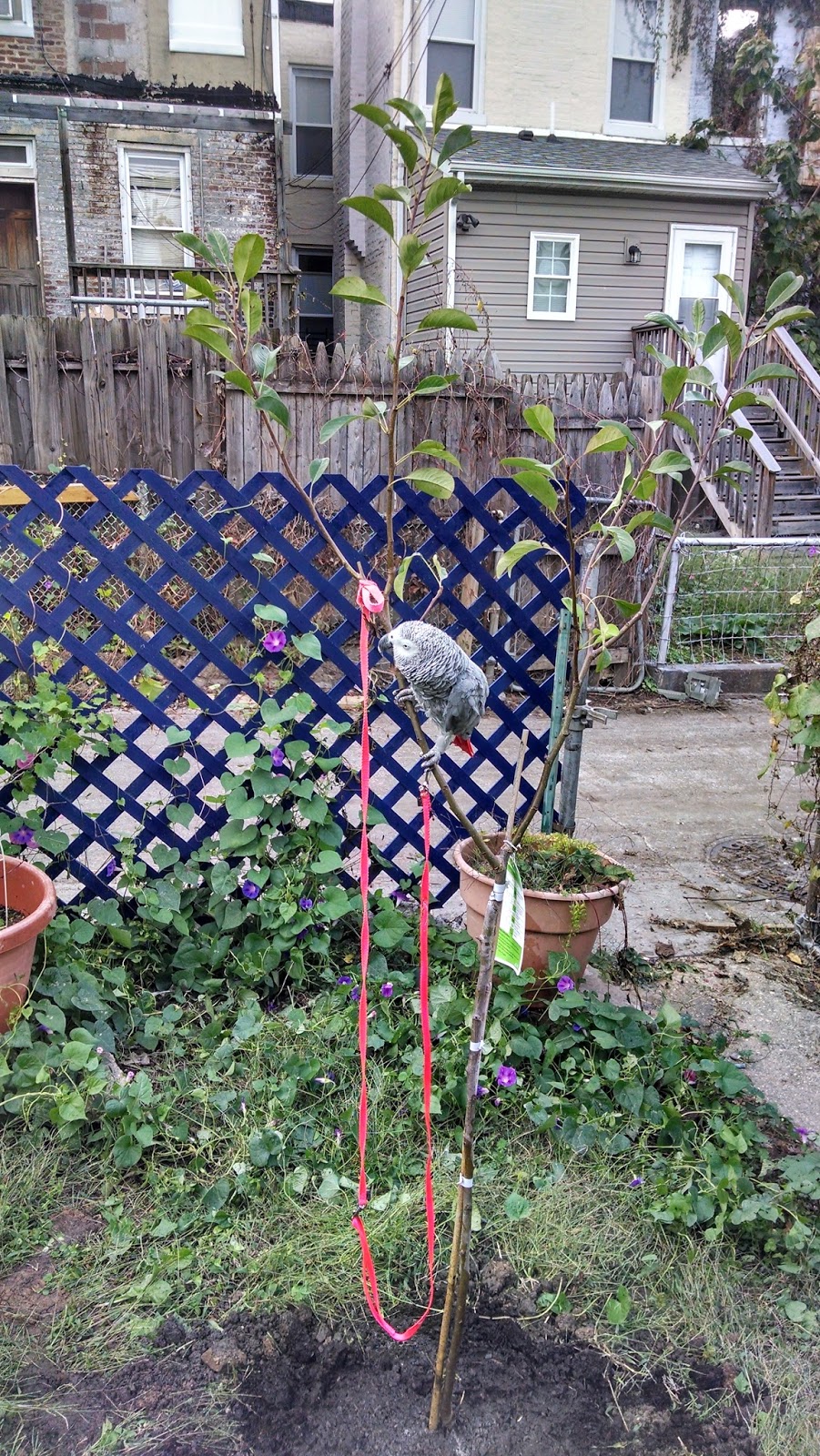 Dougintology: Pear tree - year 2