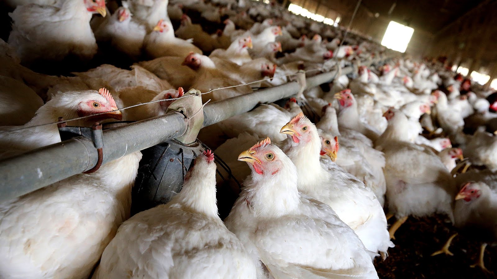 Antibiotics In Chickens Chicken Choices