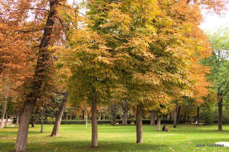 El Parque del Retiro se cubre de Otoño. Retiro Park is covered with Autumn