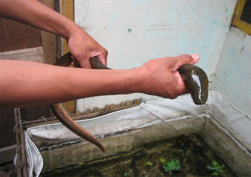 Cara Paling Mudah Ternak Belut Di Lahan Sempit Kebumen How