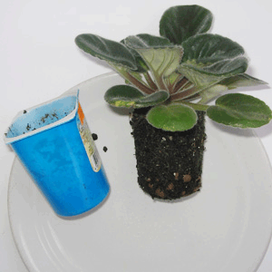 детки фиалок. мини фиалки на фитильном поливе. стаканчики для мини фиалок. стаканчики для фиалок. фиалка в стаканчике.