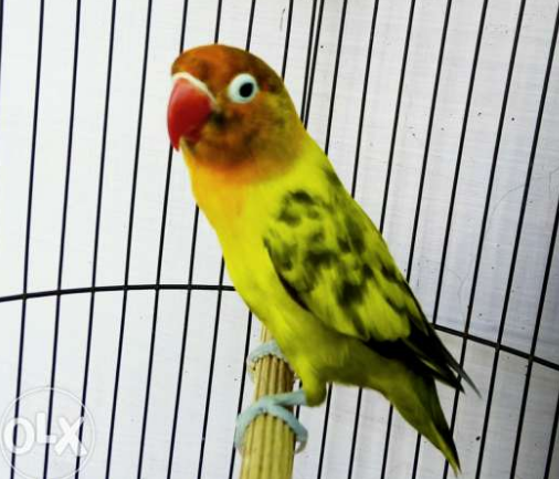 14 Harga Lovebird Muka Merah
