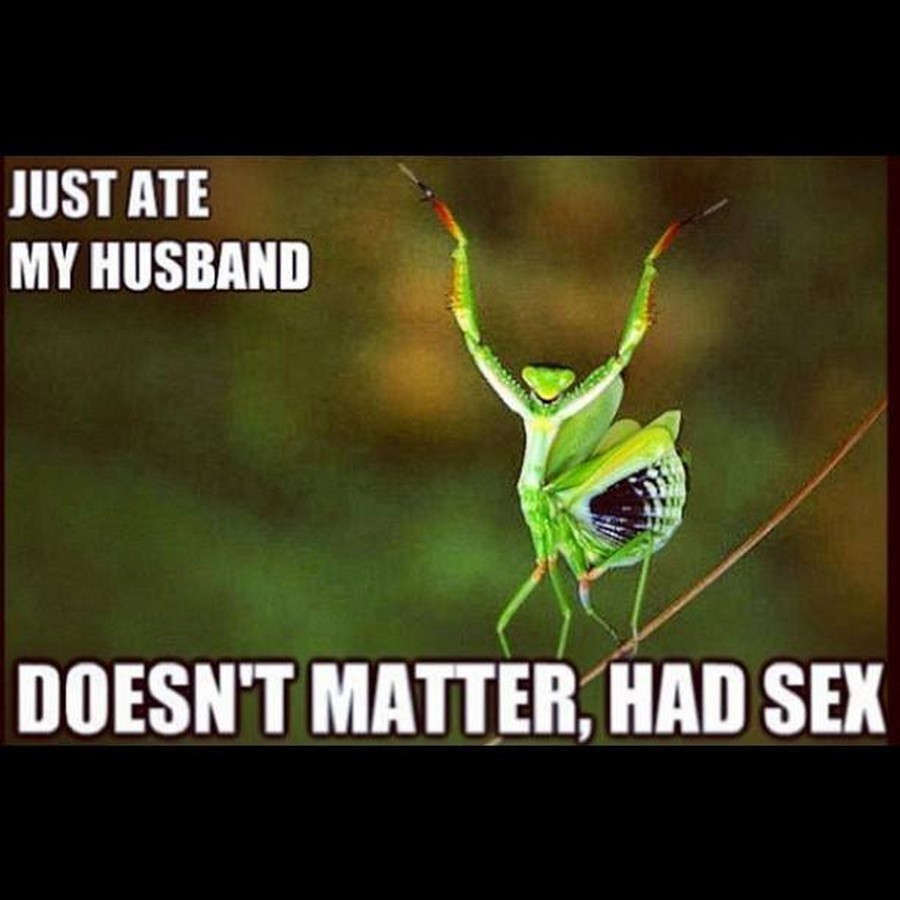 английский present perfect tense. Has just eaten. Present perfect tense правило. Use the right signal word. She her homework yet время какое.