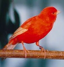Ciri Ciri Burung Kenari Merah Paling Lengkap Dengan Gambarnya