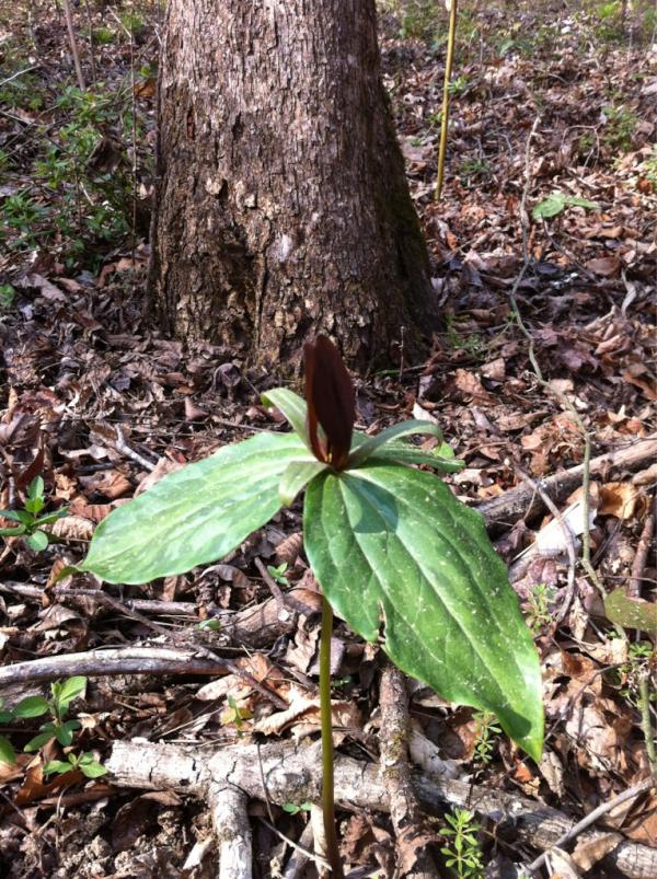 Images and Places, Pictures and Info athens weather