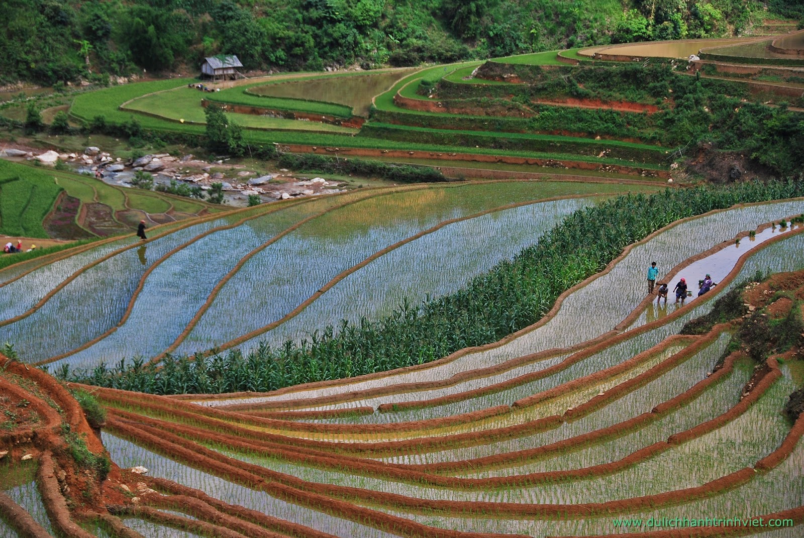 Rizières en terrasse de la région Mu Cang Chai - La saison du répiquage 