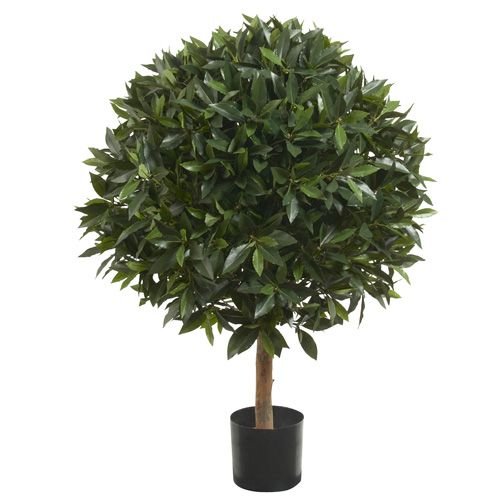 Кімнатні рослини: Лавр як кімнатна рослина