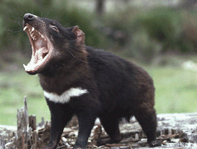 Tasmanian Devil Sarcophilus harrisii hewan khas pulau Tasmania Australia - berbagaireviews.com