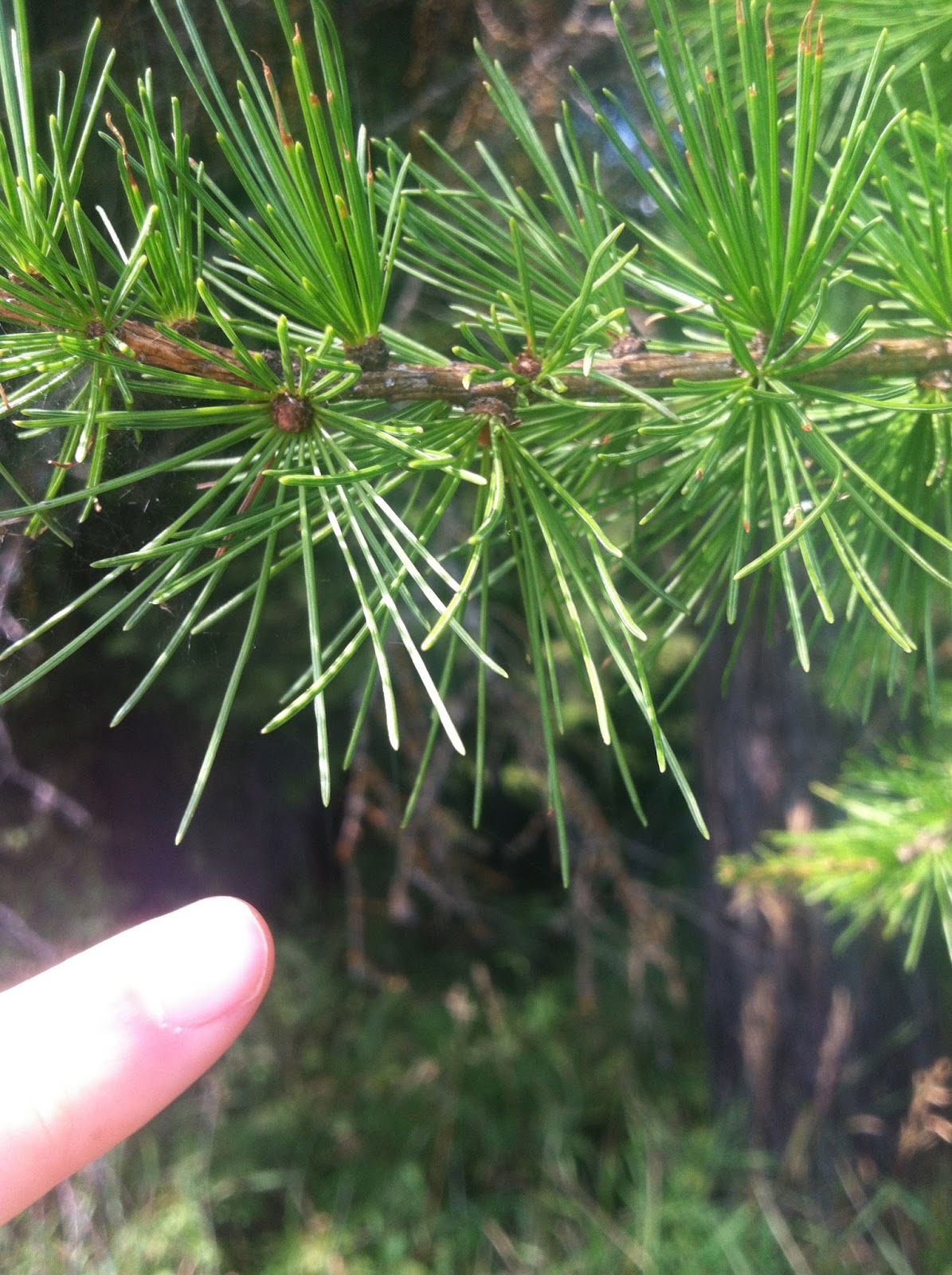 Ap Bio Summer Assignment Gymnosperm Leaf